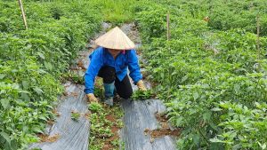 Cây ớt góp phần cải thiện thu nhập cho bà con nông dân Bản Bo. (Ảnh: Trọng Bảo)