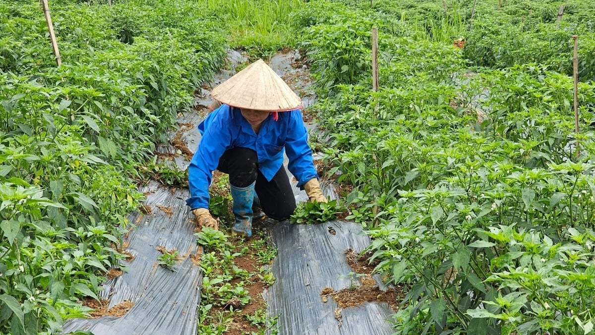 Cây ớt góp phần cải thiện thu nhập cho bà con nông dân Bản Bo. (Ảnh: Trọng Bảo)