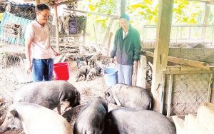Anh Văn Thằn khởi nghiệp thành công từ mô hình nuôi lợn bản
