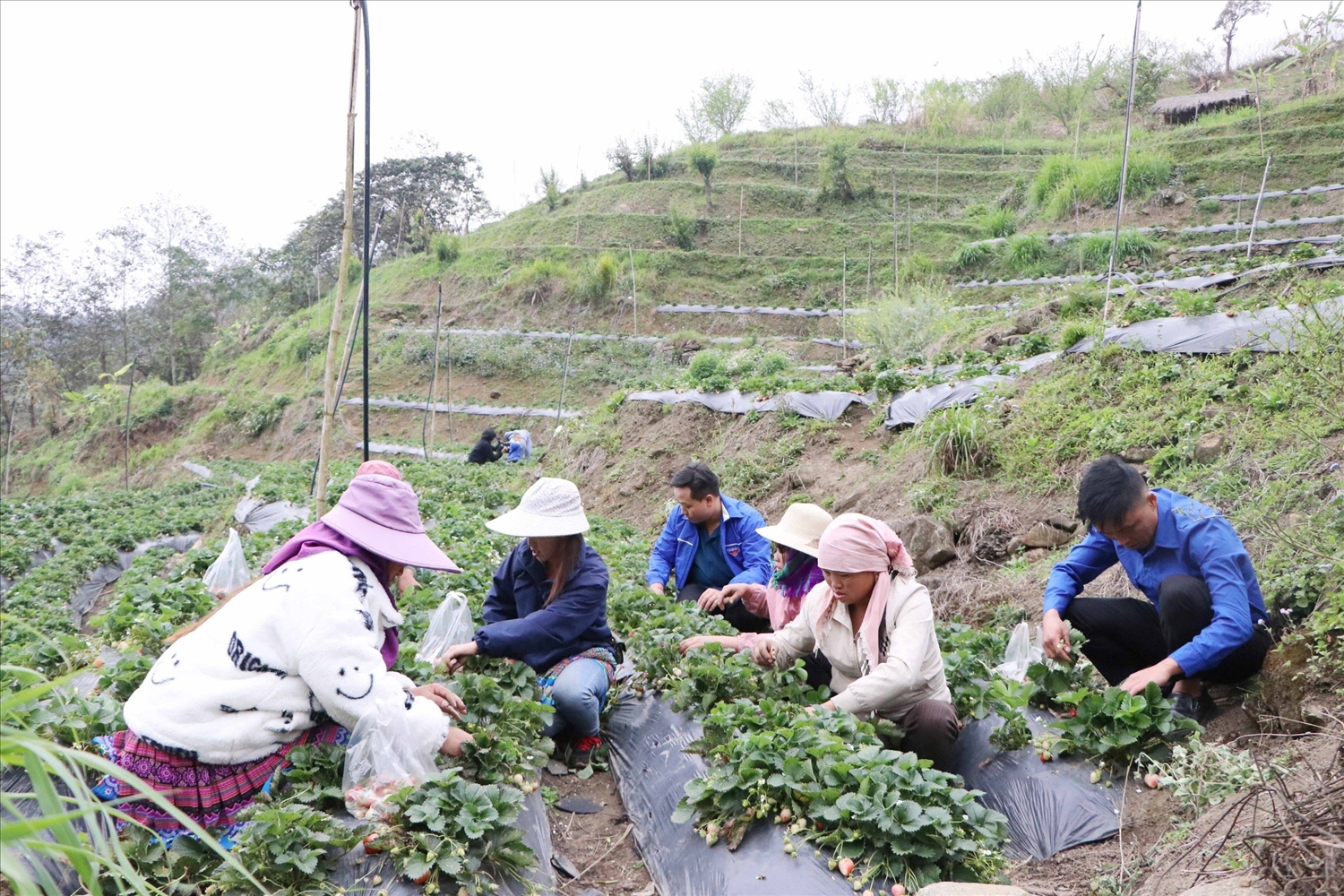 Cây dâu tây được đưa vào trồng trên đồng đất Phong Thổ, tỉnh Lai châu và bước đầu mang lại hiệu quả tích cực. (Ảnh: Trọng Bảo)