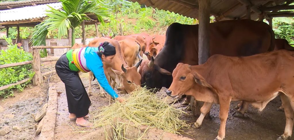 Đa dạng hóa sinh kế, phát triển các mô hình giảm nghèo đã trở thành hướng đi hiệu quả, giúp nhiều hộ dân vươn lên thoát nghèo, ổn định cuộc sống (Ảnh: Q.Trâm)