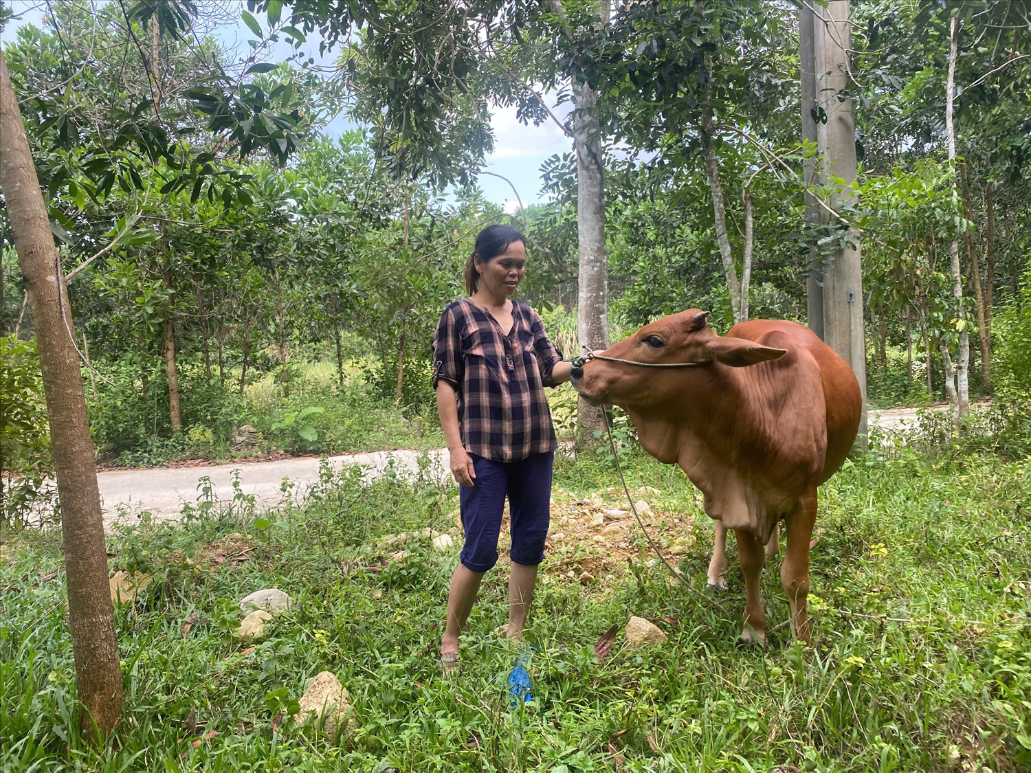 Bà Nguyễn Thị Hạnh được hỗ trợ bò để phát triển sinh kế (Ảnh H.Trường)