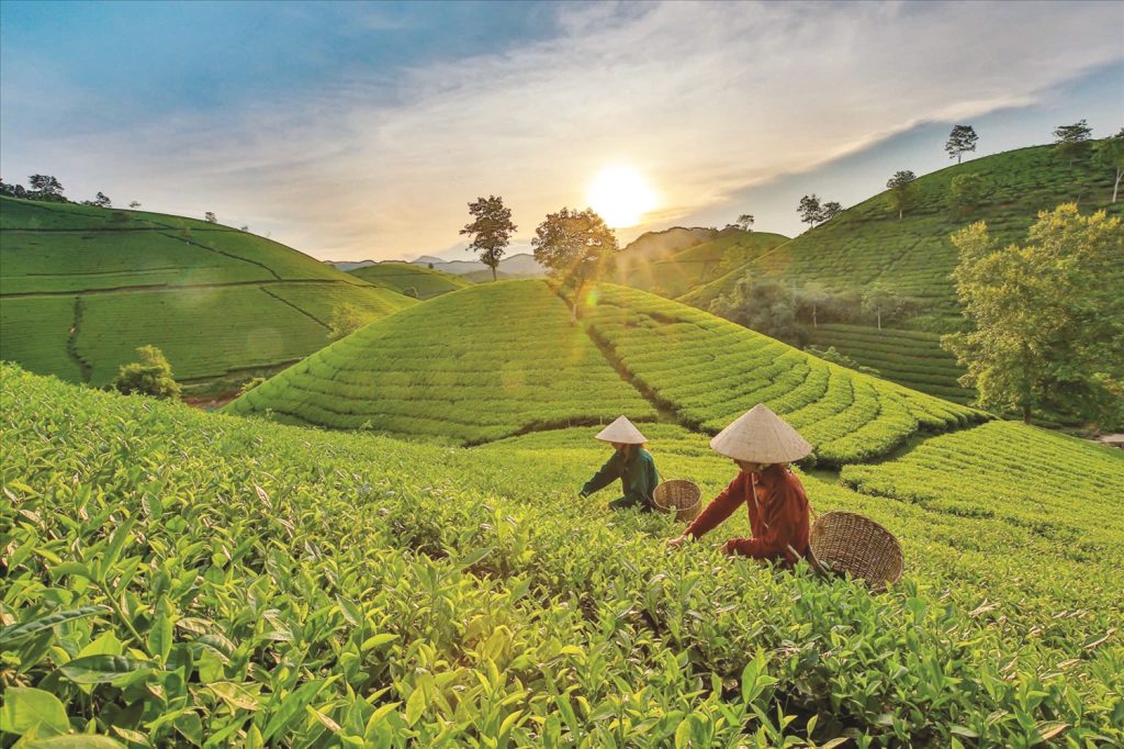 Nhờ có đường lối, chủ trương đúng đắn về công tác dân tộc và ưu tiên nguồn lực thực hiện hiệu quả các chính sách dân tộc, đến nay, vùng đồng bào DTTS và miền núi đã từng bước phát triển toàn diện. Trong ảnh: Người dân thu hoạch chè tại tỉnh Sơn La. Ảnh: Hoàng Dưỡng