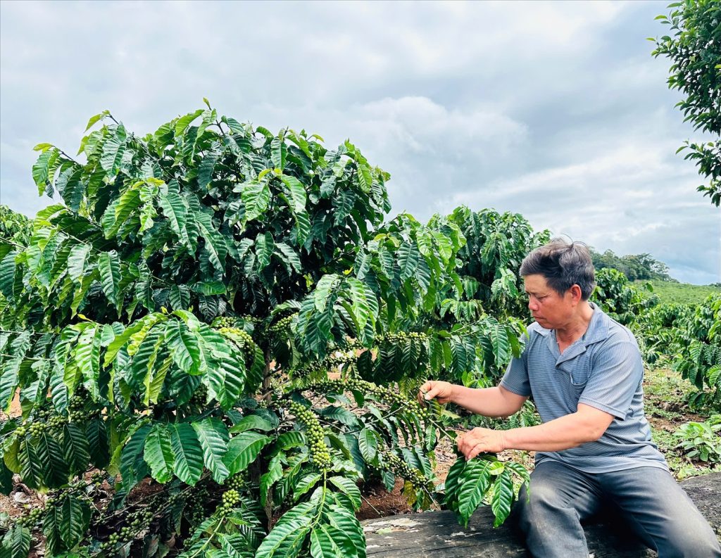 Người dân xã Krong đã biết áp dụng khoa học kỹ thuật vào sản xuất, đời sống người dân được nâng lên đáng kể. (Ảnh T.N)